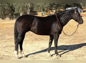 American Quarter Horse, Ruin, 11 Jaar, 150 cm, Zwart