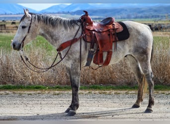 American Quarter Horse, Ruin, 11 Jaar, 152 cm, Appelschimmel