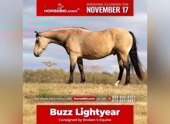 American Quarter Horse, Ruin, 11 Jaar, 152 cm, Buckskin