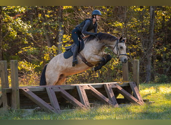 American Quarter Horse, Ruin, 11 Jaar, 152 cm, Buckskin