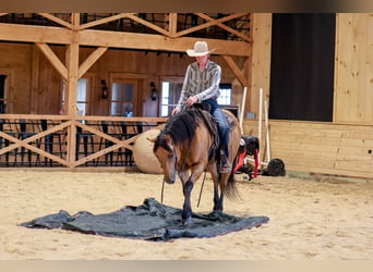 American Quarter Horse, Ruin, 11 Jaar, 152 cm, Buckskin