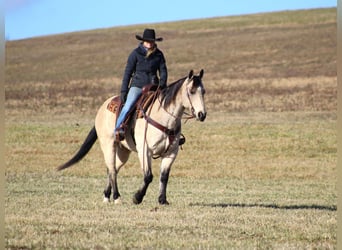 American Quarter Horse, Ruin, 11 Jaar, 152 cm, Buckskin