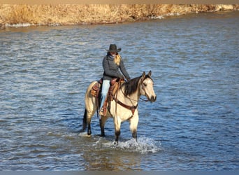 American Quarter Horse, Ruin, 11 Jaar, 152 cm, Buckskin