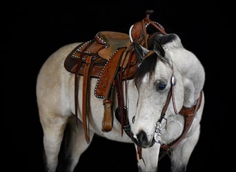 American Quarter Horse, Ruin, 11 Jaar, 152 cm, Buckskin