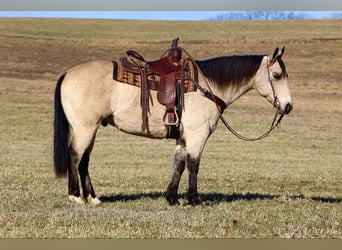 American Quarter Horse, Ruin, 11 Jaar, 152 cm, Buckskin