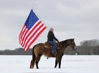 American Quarter Horse, Ruin, 11 Jaar, 152 cm, Buckskin