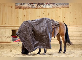 American Quarter Horse, Ruin, 11 Jaar, 152 cm, Buckskin