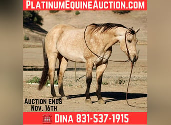 American Quarter Horse, Ruin, 11 Jaar, 152 cm, Buckskin