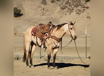 American Quarter Horse, Ruin, 11 Jaar, 152 cm, Buckskin