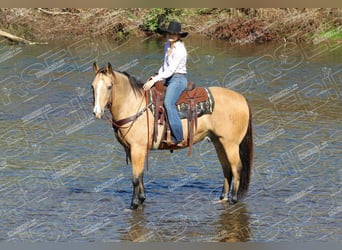 American Quarter Horse, Ruin, 11 Jaar, 152 cm, Buckskin