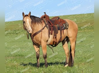 American Quarter Horse, Ruin, 11 Jaar, 152 cm, Buckskin