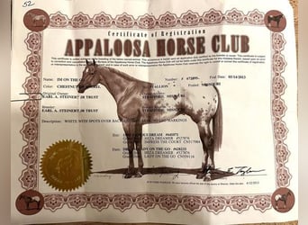 American Quarter Horse, Ruin, 11 Jaar, 152 cm, Donkere-vos