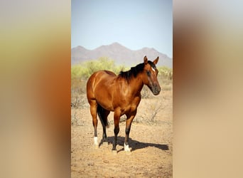 American Quarter Horse, Ruin, 11 Jaar, 152 cm, Falbe