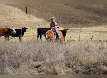 American Quarter Horse, Ruin, 11 Jaar, 152 cm, Falbe
