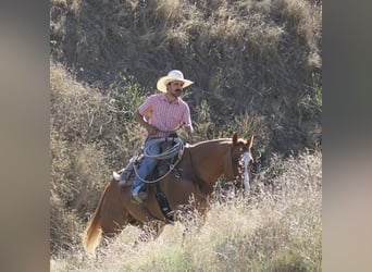 American Quarter Horse, Ruin, 11 Jaar, 152 cm, Falbe