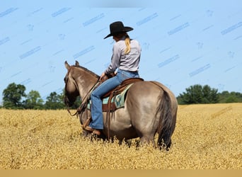 American Quarter Horse, Ruin, 11 Jaar, 152 cm, Grullo