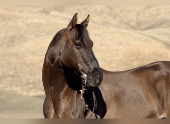 American Quarter Horse, Ruin, 11 Jaar, 152 cm, Grullo