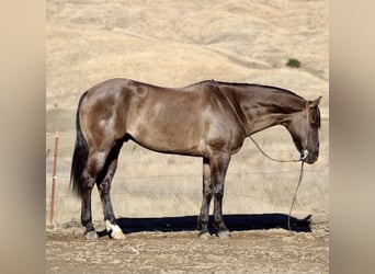 American Quarter Horse, Ruin, 11 Jaar, 152 cm, Grullo