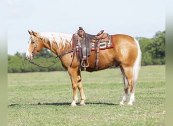 American Quarter Horse, Ruin, 11 Jaar, 152 cm, Palomino