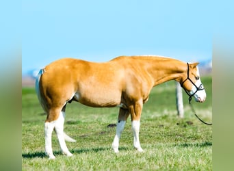 American Quarter Horse, Ruin, 11 Jaar, 152 cm, Palomino