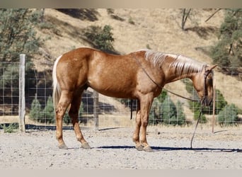 American Quarter Horse, Ruin, 11 Jaar, 152 cm, Palomino