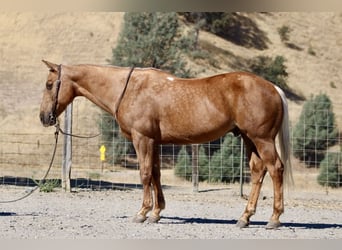 American Quarter Horse, Ruin, 11 Jaar, 152 cm, Palomino