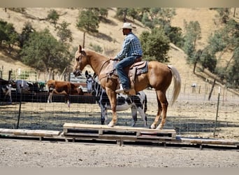 American Quarter Horse, Ruin, 11 Jaar, 152 cm, Palomino