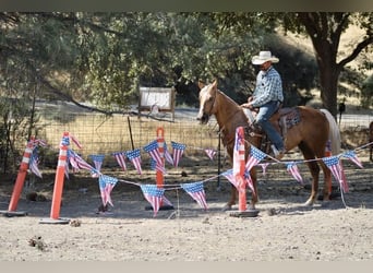 American Quarter Horse, Ruin, 11 Jaar, 152 cm, Palomino