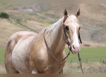 American Quarter Horse, Ruin, 11 Jaar, 152 cm, Palomino