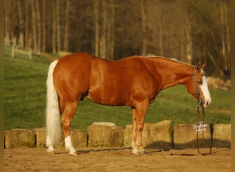 American Quarter Horse, Ruin, 11 Jaar, 152 cm, Palomino