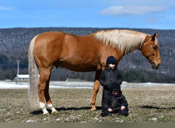 American Quarter Horse, Ruin, 11 Jaar, 152 cm