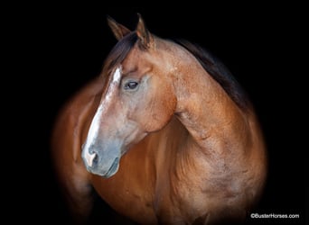 American Quarter Horse, Ruin, 11 Jaar, 152 cm, Roan-Bay