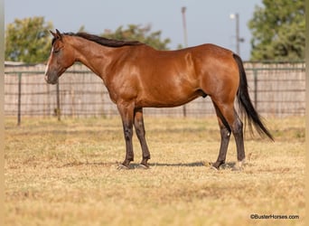 American Quarter Horse, Ruin, 11 Jaar, 152 cm, Roan-Bay