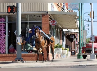 American Quarter Horse, Ruin, 11 Jaar, 152 cm, Roan-Bay