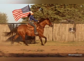 American Quarter Horse, Ruin, 11 Jaar, 152 cm, Roan-Bay