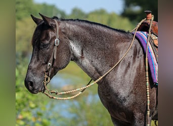 American Quarter Horse, Ruin, 11 Jaar, 152 cm, Roan-Blue