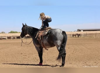 American Quarter Horse, Ruin, 11 Jaar, 152 cm, Roan-Blue