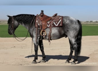 American Quarter Horse, Ruin, 11 Jaar, 152 cm, Roan-Blue