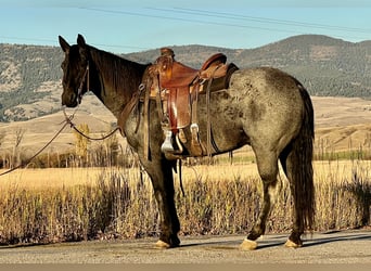 American Quarter Horse, Ruin, 11 Jaar, 152 cm, Roan-Blue