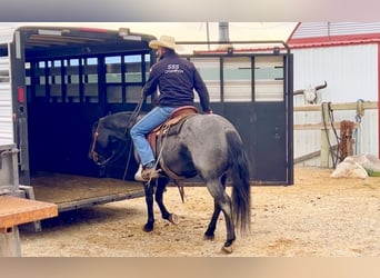American Quarter Horse, Ruin, 11 Jaar, 152 cm, Roan-Blue