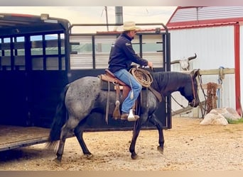 American Quarter Horse, Ruin, 11 Jaar, 152 cm, Roan-Blue