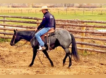 American Quarter Horse, Ruin, 11 Jaar, 152 cm, Roan-Blue
