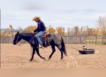 American Quarter Horse, Ruin, 11 Jaar, 152 cm, Roan-Blue