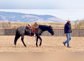 American Quarter Horse, Ruin, 11 Jaar, 152 cm, Roan-Blue