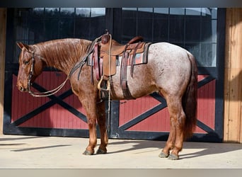 American Quarter Horse, Ruin, 11 Jaar, 152 cm, Roan-Red