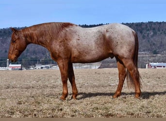 American Quarter Horse, Ruin, 11 Jaar, 152 cm, Roan-Red