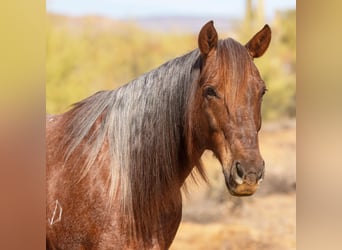 American Quarter Horse, Ruin, 11 Jaar, 152 cm, Roan-Red