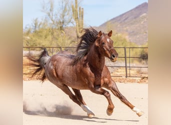 American Quarter Horse, Ruin, 11 Jaar, 152 cm, Roan-Red