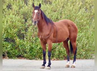 American Quarter Horse, Ruin, 11 Jaar, 152 cm, Roodbruin