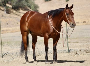 American Quarter Horse, Ruin, 11 Jaar, 152 cm, Roodbruin